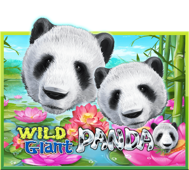 wild giant panda